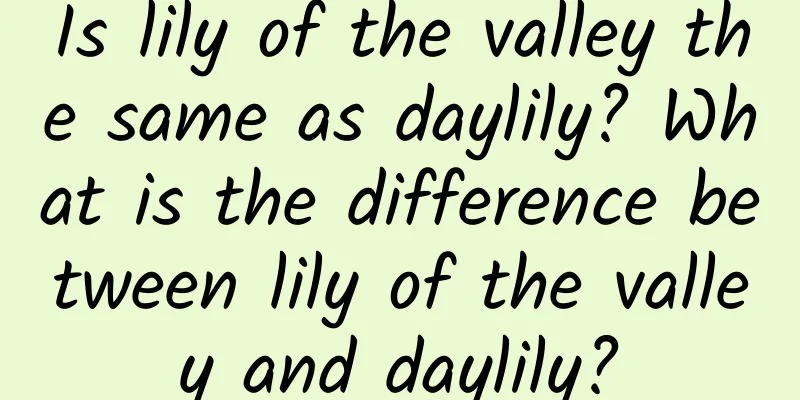 Is lily of the valley the same as daylily? What is the difference between lily of the valley and daylily?