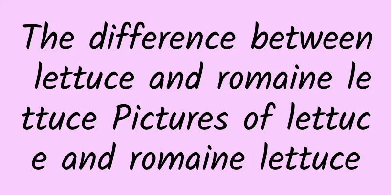 The difference between lettuce and romaine lettuce Pictures of lettuce and romaine lettuce