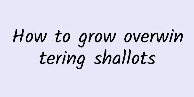 How to grow overwintering shallots