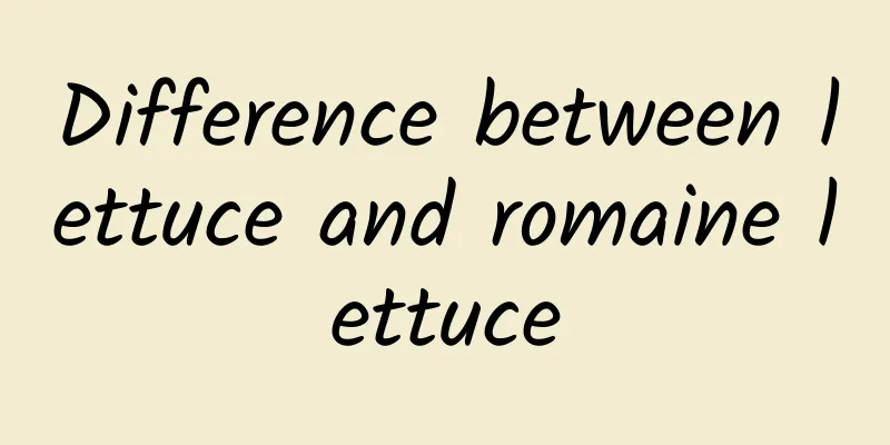 Difference between lettuce and romaine lettuce