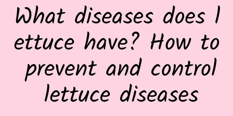 What diseases does lettuce have? How to prevent and control lettuce diseases