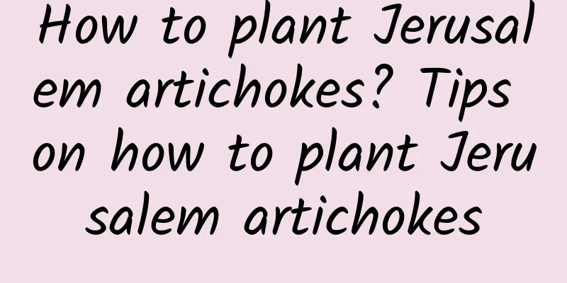 How to plant Jerusalem artichokes? Tips on how to plant Jerusalem artichokes