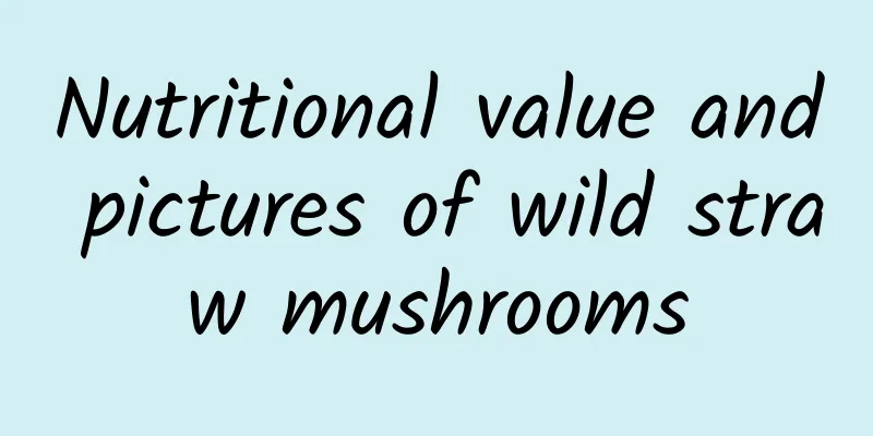 Nutritional value and pictures of wild straw mushrooms