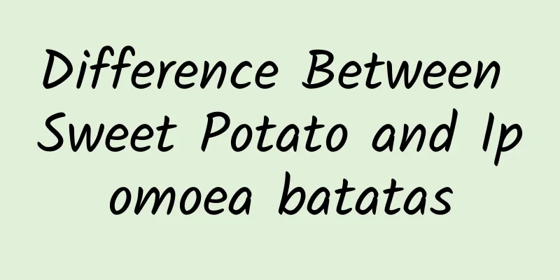 Difference Between Sweet Potato and Ipomoea batatas