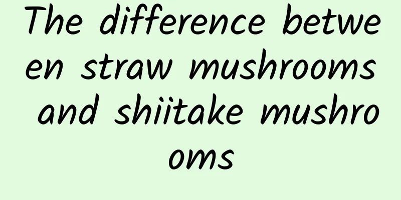 The difference between straw mushrooms and shiitake mushrooms