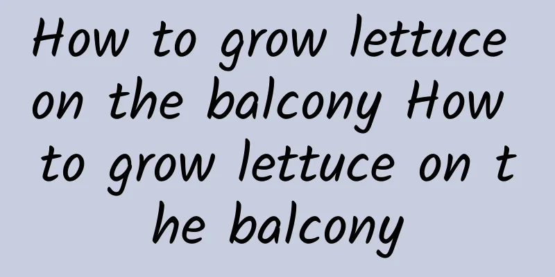 How to grow lettuce on the balcony How to grow lettuce on the balcony