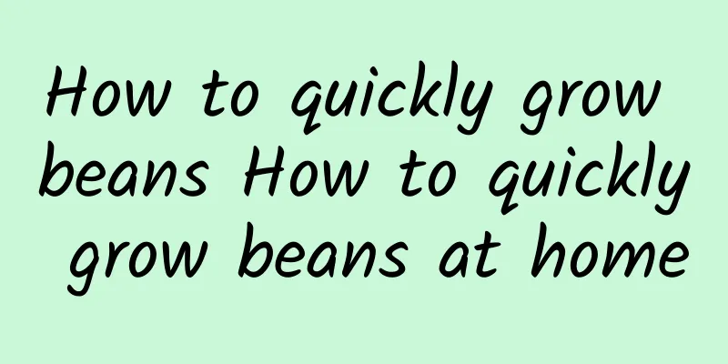 How to quickly grow beans How to quickly grow beans at home