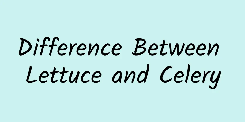 Difference Between Lettuce and Celery