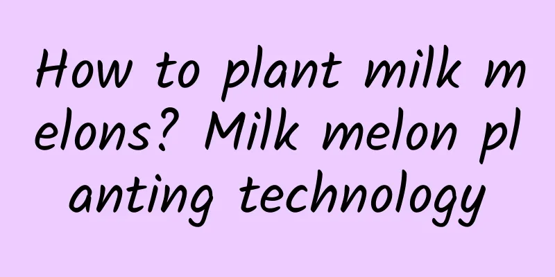 How to plant milk melons? Milk melon planting technology