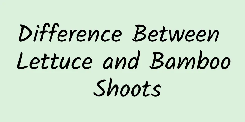 Difference Between Lettuce and Bamboo Shoots