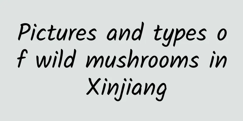 Pictures and types of wild mushrooms in Xinjiang