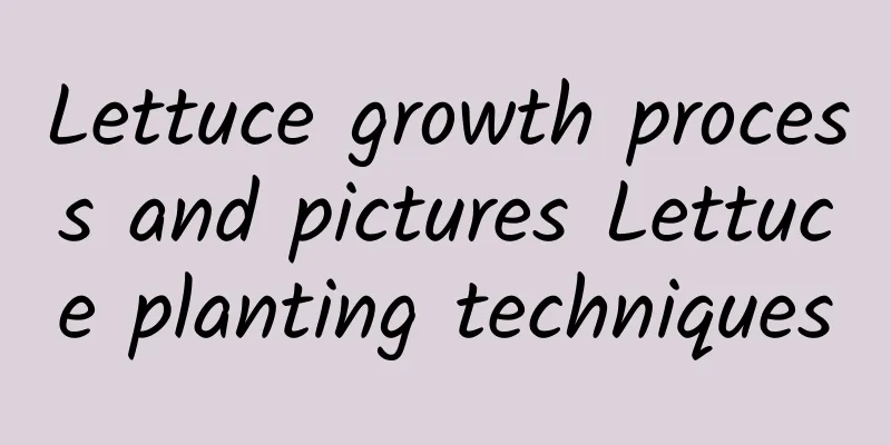 Lettuce growth process and pictures Lettuce planting techniques