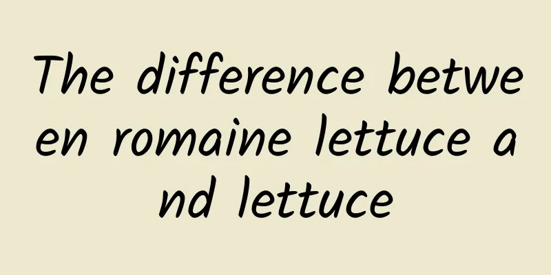 The difference between romaine lettuce and lettuce