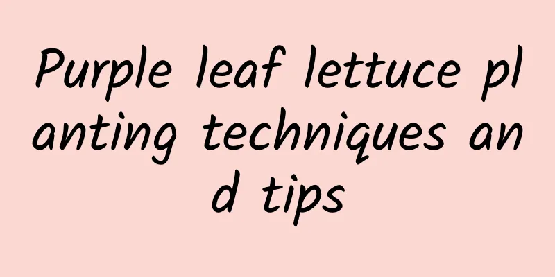 Purple leaf lettuce planting techniques and tips