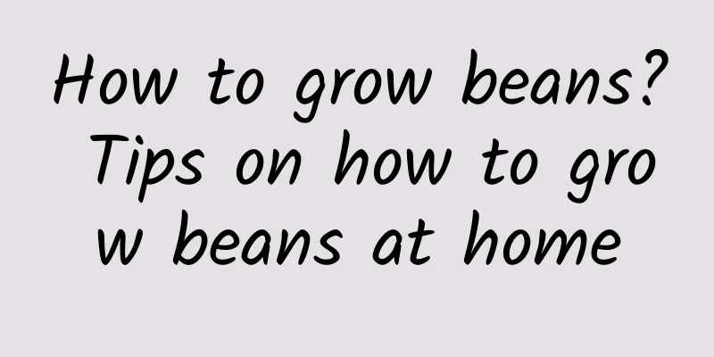 How to grow beans? Tips on how to grow beans at home