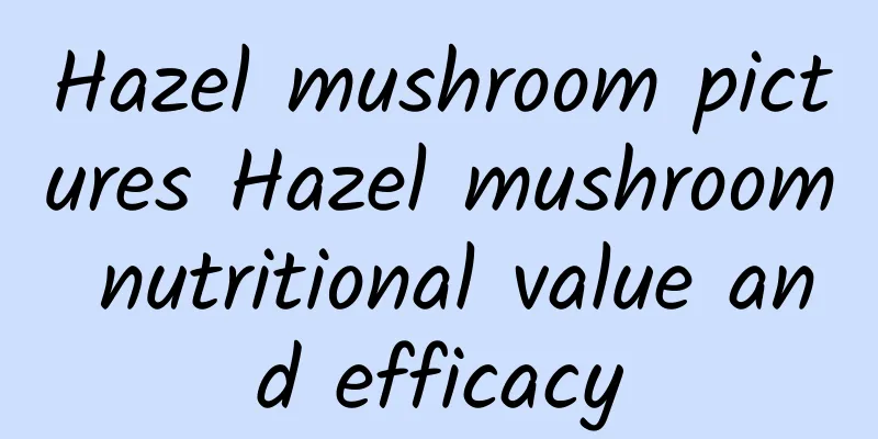 Hazel mushroom pictures Hazel mushroom nutritional value and efficacy