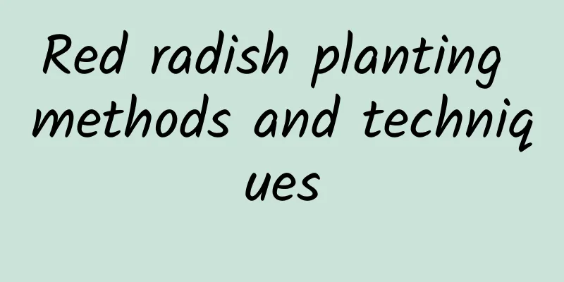 Red radish planting methods and techniques