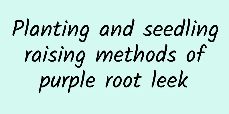 Planting and seedling raising methods of purple root leek