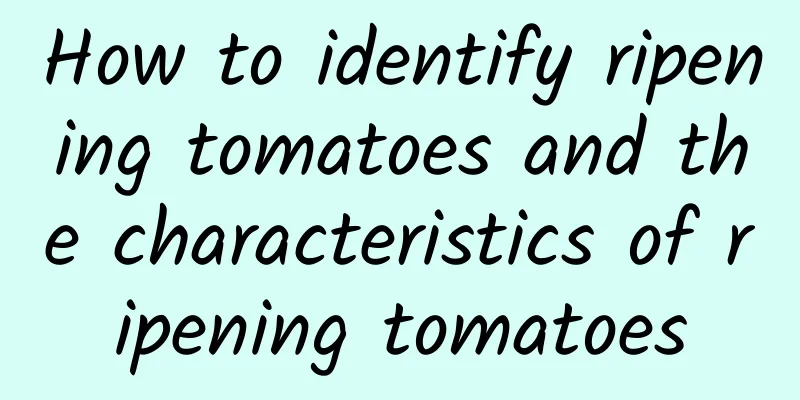 How to identify ripening tomatoes and the characteristics of ripening tomatoes