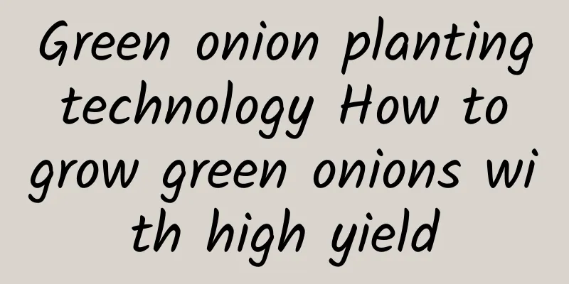 Green onion planting technology How to grow green onions with high yield