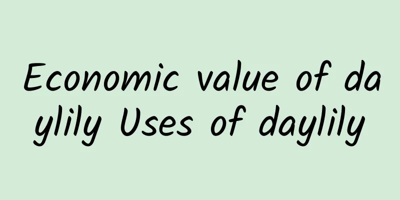 Economic value of daylily Uses of daylily