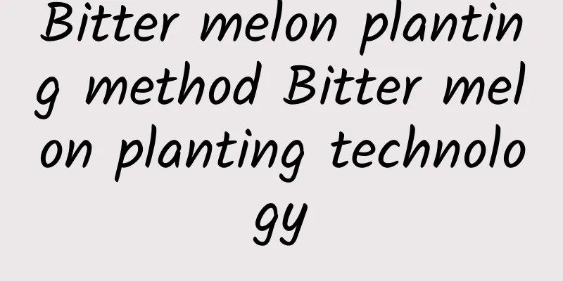 Bitter melon planting method Bitter melon planting technology