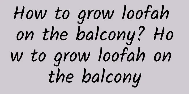 How to grow loofah on the balcony? How to grow loofah on the balcony