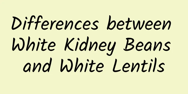 Differences between White Kidney Beans and White Lentils