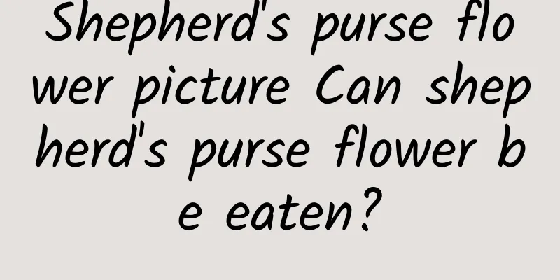 Shepherd's purse flower picture Can shepherd's purse flower be eaten?