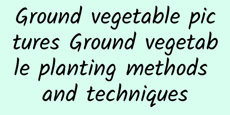 Ground vegetable pictures Ground vegetable planting methods and techniques