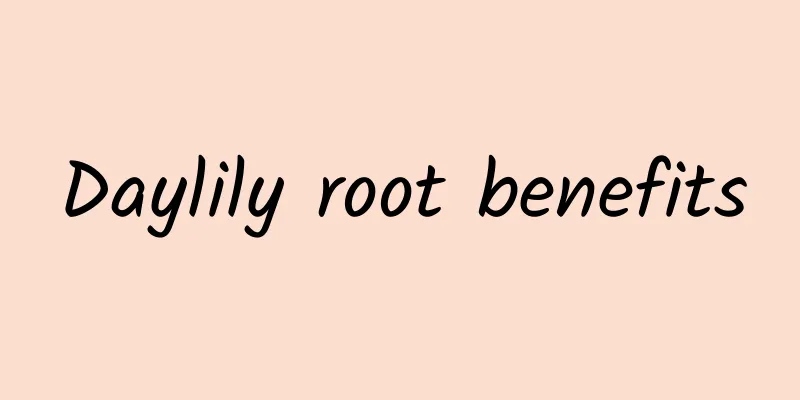 Daylily root benefits