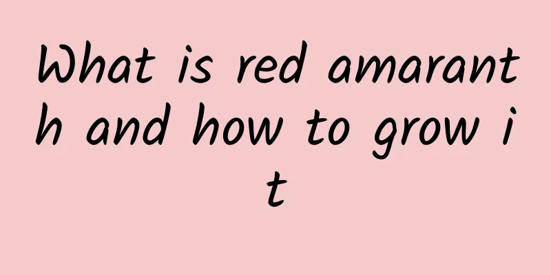 What is red amaranth and how to grow it