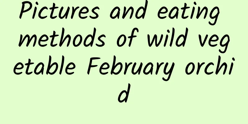 Pictures and eating methods of wild vegetable February orchid