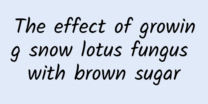 The effect of growing snow lotus fungus with brown sugar