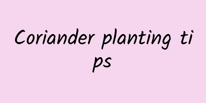 Coriander planting tips