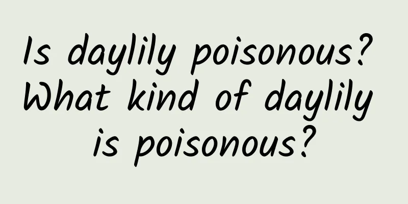 Is daylily poisonous? What kind of daylily is poisonous?