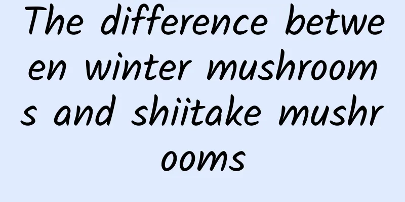 The difference between winter mushrooms and shiitake mushrooms