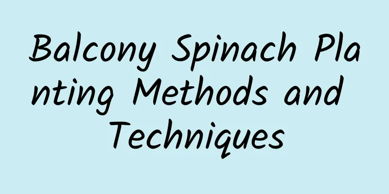 Balcony Spinach Planting Methods and Techniques