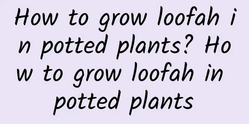 How to grow loofah in potted plants? How to grow loofah in potted plants