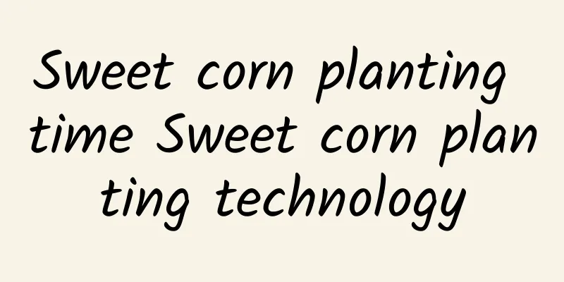 Sweet corn planting time Sweet corn planting technology