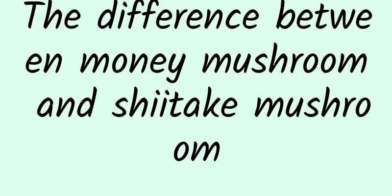 The difference between money mushroom and shiitake mushroom