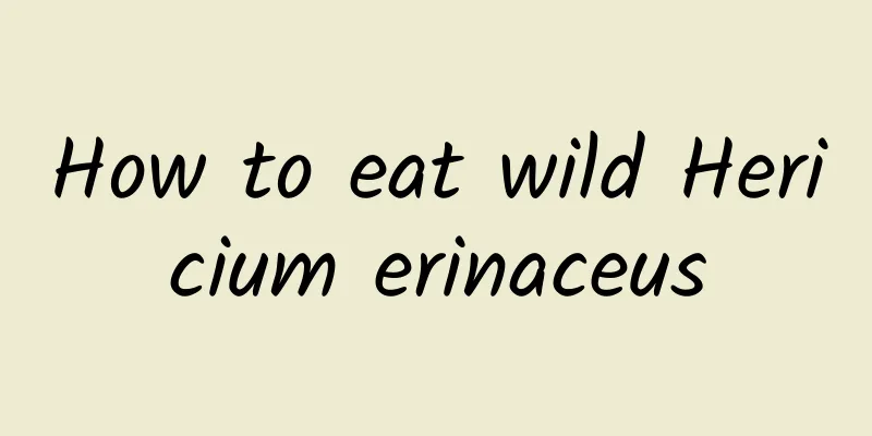 How to eat wild Hericium erinaceus