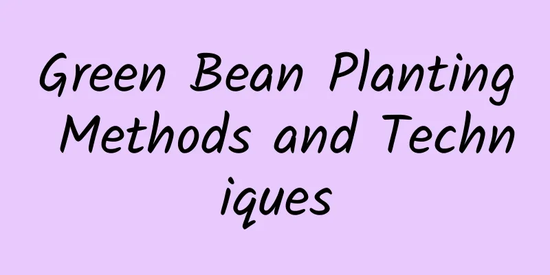 Green Bean Planting Methods and Techniques