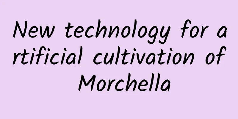 New technology for artificial cultivation of Morchella