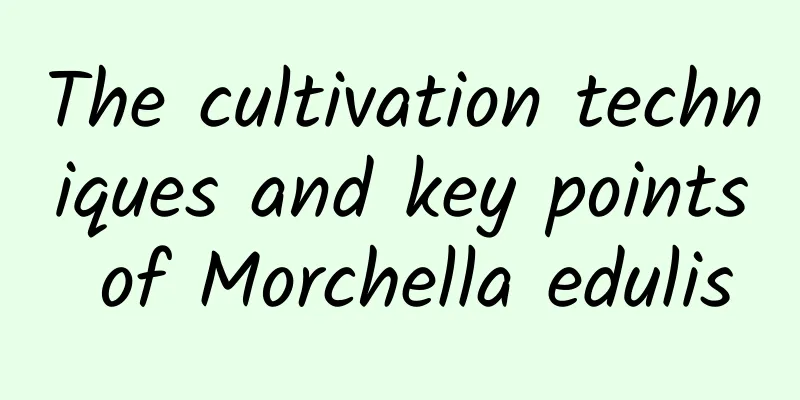 The cultivation techniques and key points of Morchella edulis