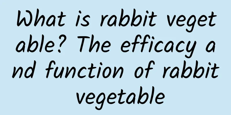 What is rabbit vegetable? The efficacy and function of rabbit vegetable