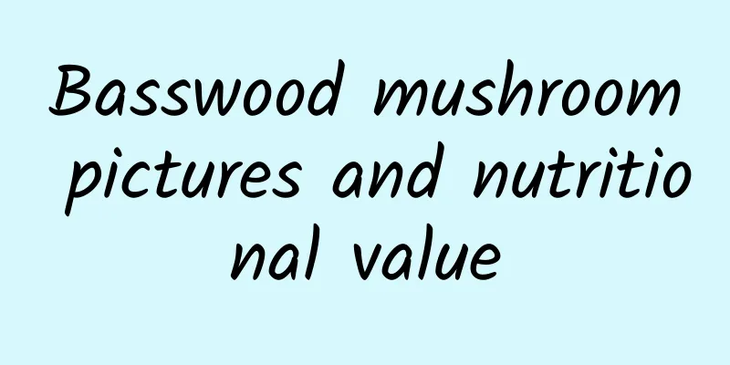 Basswood mushroom pictures and nutritional value