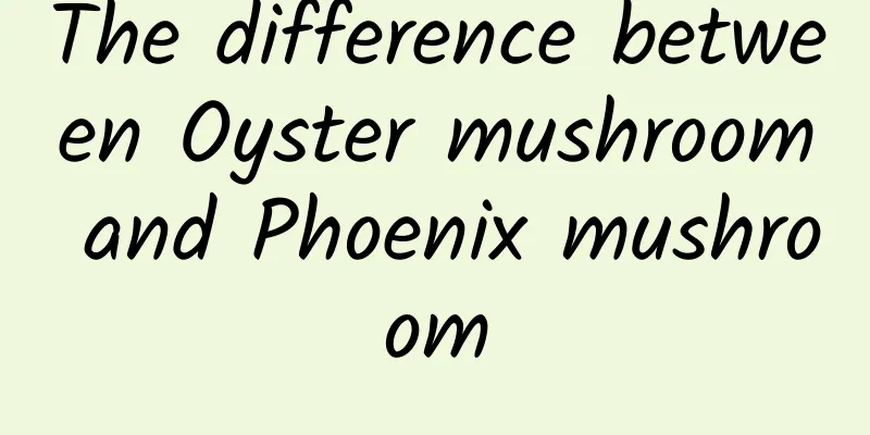 The difference between Oyster mushroom and Phoenix mushroom