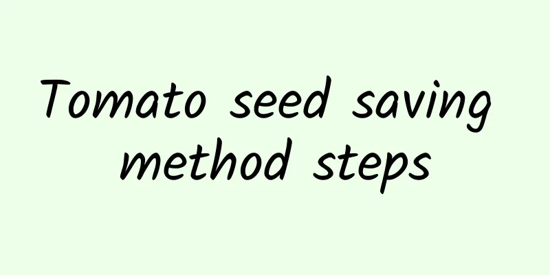 Tomato seed saving method steps