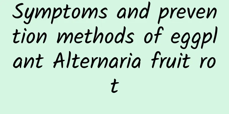 Symptoms and prevention methods of eggplant Alternaria fruit rot